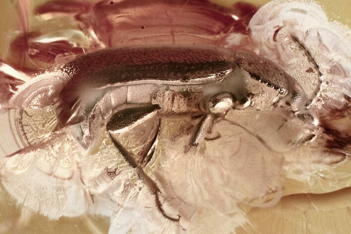 Detailed Hairy Fungus Beetle (Mycetophagidae) in Baltic Amber #343329